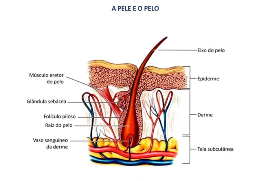 Depilação a Laser